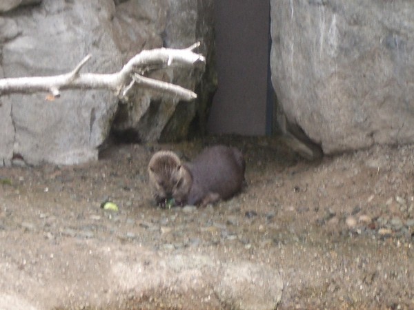 SF Zoo 2007 118