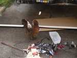 Chicken eating garage door parts